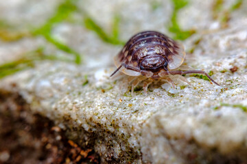 Pill Bug Armadillidiidae