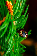 Black Ladybug Macro