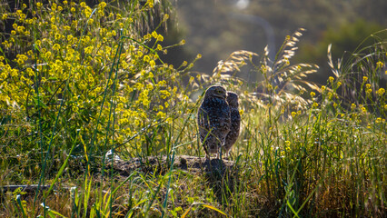 Owl in a tree, owls.