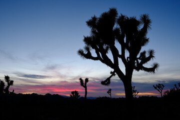 Joshua trees and Gneiss Rocks in and around Joshua Tree national park bordering the Colorado and Mojave desert at sunset