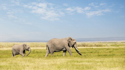 Mother and baby elephant, loxodonta africana, walking through the lush green grass of Amboseli National Park, Kenya