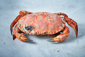 Crab on grey rustic background. Seafood with copy space