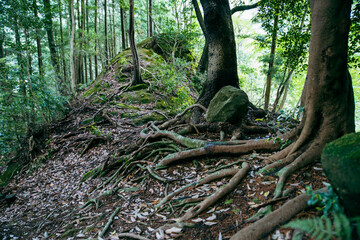 神秘的な原生林の風景