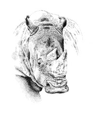 Portrait of a White Rhino