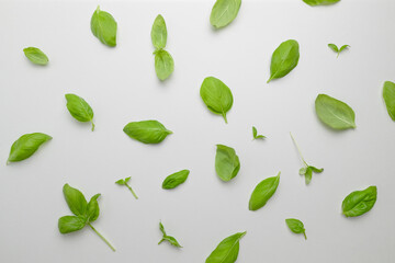Fresh green basil leaves pattern isolated on white background. Top view. Flat lay.