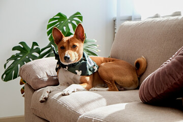 Cute two year old Basenji dog with big ears sitting on beige textile couch. Small adorable doggy with funny fur stains, wearing green leather collar at home. Close up, copy space, background.