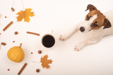 The dog lies next to a mug of black coffee and an autumn flat lei. Pumpkins and maple leaves viburnum and cinnamon and acorns on a white background