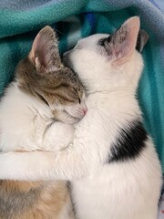 Fototapeta na wymiar Adorables chatons qui dorment ensemble 