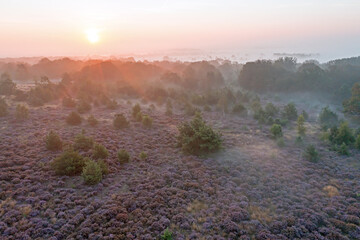 Aerial from blossoming moorlands at the Holterberg in the Netherlands at sunrise with fog