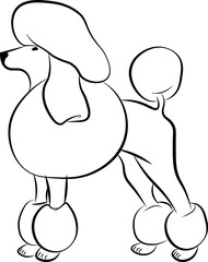 Poodle dog, line, chalk hand drawn illustration isolated on black background. Concept for logo, print, cards