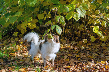 Chihuahua im goldenen Oktober