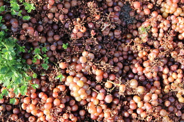 Weintrauben an einer Mauer