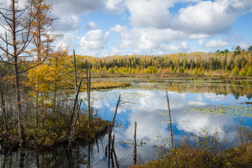 Larch trees glow with golden autumn color in a northern Wisconsin tamarack bog.  Oneida County, Wisconsin.