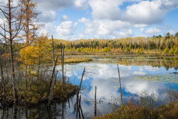 Larch trees glow with golden autumn color in a northern Wisconsin tamarack bog.  Oneida County,...