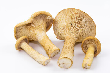 Edible mushrooms on the white background.