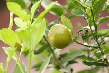 green  calamansi on tree