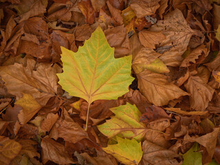 Golden Autumn leaves on the forest floor crisp and dry leaves