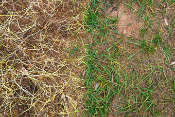 the green and yellow withered grass next to it divides the background in half. autumn grass confrontation.