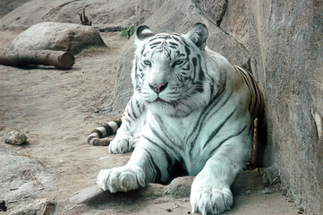 White Bengal tiger, Amur tiger albino, Bengal tiger albino. A white tiger on a rock.