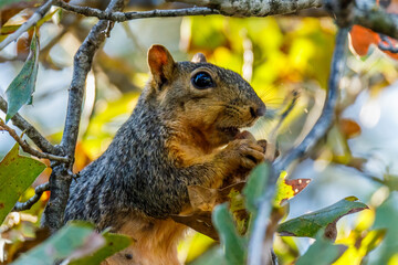 squirrel in a tree eating a nut