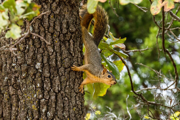 squirrel in a tree eating a nut