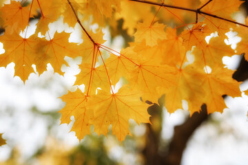 Golden autumn maple leaves view. Autumn maple leafs background. Autumn maple leaves.