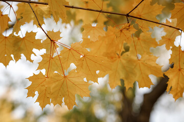 Golden autumn maple leaves view. Autumn maple leafs background. Autumn maple leaves.