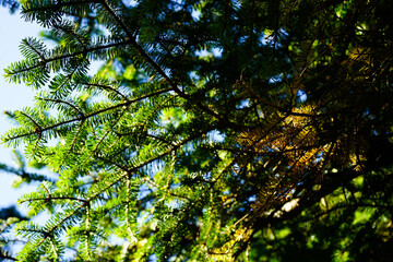 Pine tree in the sunshine