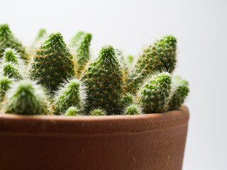 Cactus en pot