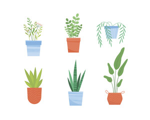 Set of six house plants vector illustration