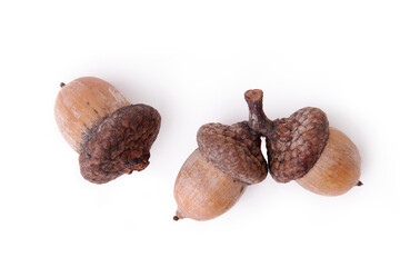 Ripe oak fruits. Three acorns in caps on a white background. Twig with acorns © Val