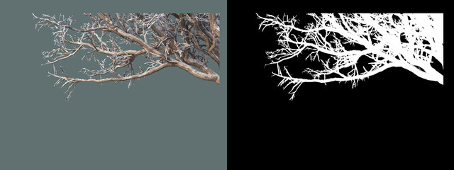 various trees in winter
