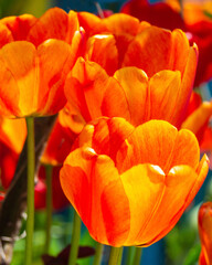 Red and yellow tulips in pastel colors on a blurry background, close-up. Fresh spring flowers in the garden with soft sunlight for your horizontal flower poster, wallpaper or holiday card