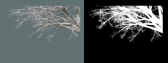 various trees in winter
