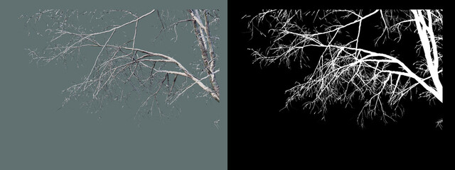 various trees in winter
