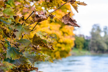 Herbstlaub gelb des Ahorns vor grünem Inn