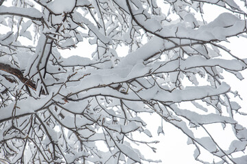 The pure white snow on the tree branch