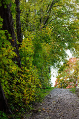 Bäume in Herbstfarben