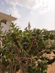 Obraz premium A plant.