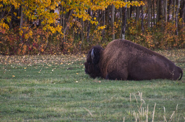 Plains Bison Resting in the Shade
