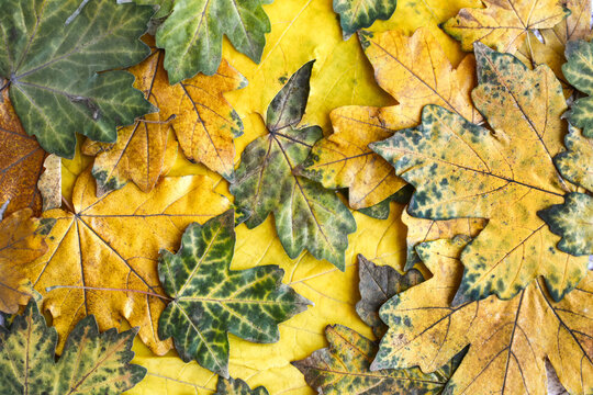 old yellow, green and orange autumn maple leaves. bright image of fallen autumn leaves in the park. Place for text. Autumn background.