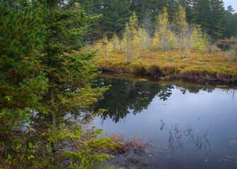 Obraz premium A small stand of larch trees in autumn color on the shore of a Northern Wisconsin lake.