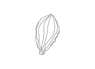 Plantain. Medicinal plant wild field flower.Sketch.Hand drawn outline vector illustration,