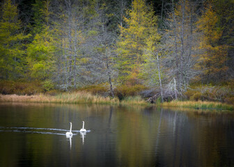 A pair of trumpeter swans glide silently through the autumn colors reflected on the surface of a secluded Northwoods lake.