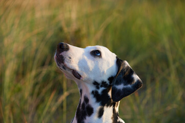 A dalmatian puppy dog