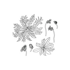 Dandelion flower vector drawing set. Isolated wild plant and flying seeds.