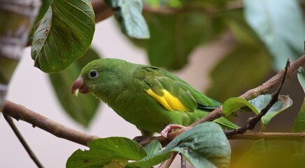 Periquito-de-encontro-amarelo
