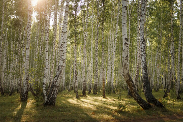 White birch trunks. Russian forest.