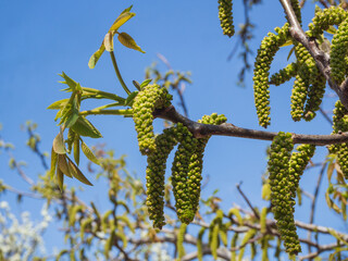 Walnut flowers. Walnut Juglans regia Catkins Flowers on a tree Close-up macro detail blooming spring green leaves of plants against the sky in the garden. Blooming walnut in spring, agriculture