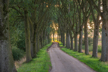 Winding road with symmetrical lines of trees in dutch countryside during sunset